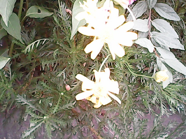 こどもちゃれんじ,カメラ,付録,2020,デジタルカメラ,口コミ,体験談