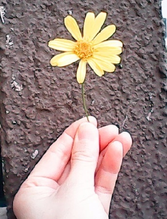 こどもちゃれんじ,カメラ,付録,2020,デジタルカメラ,口コミ,体験談