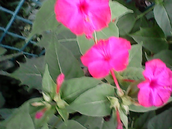 こどもちゃれんじ,カメラ,付録,2020,デジタルカメラ,口コミ,体験談